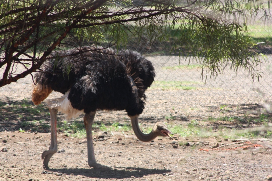 1 Bedroom Property for Sale in Langenhovenpark Free State